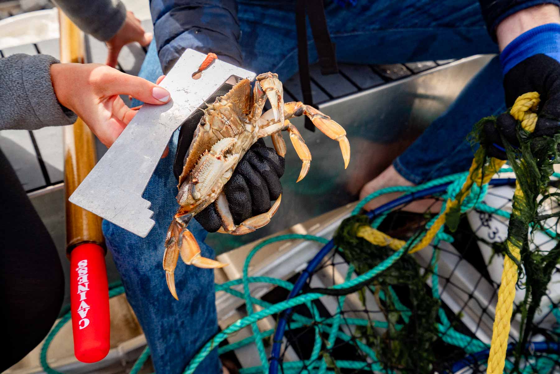 rules for crabbing in Oregon