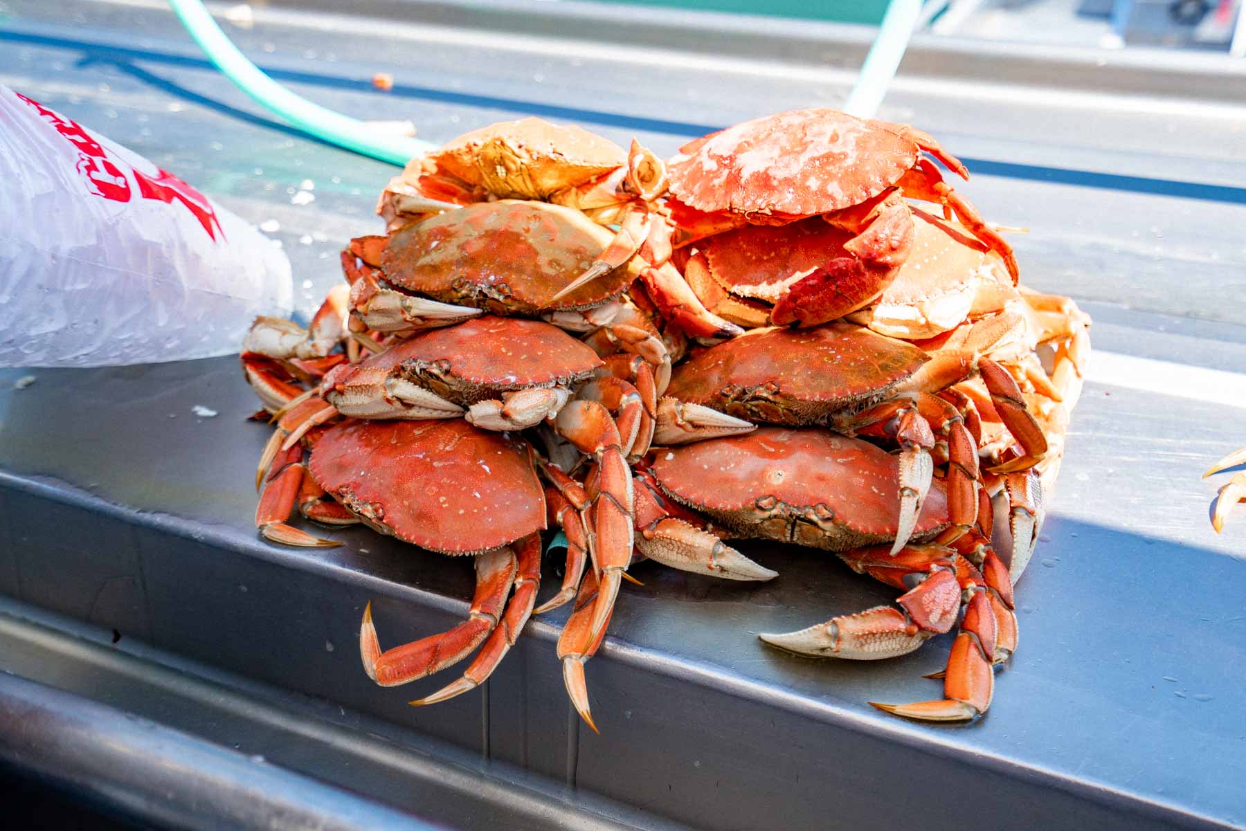 Oregon coast crabbing